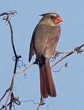 Female Cardinal_39264